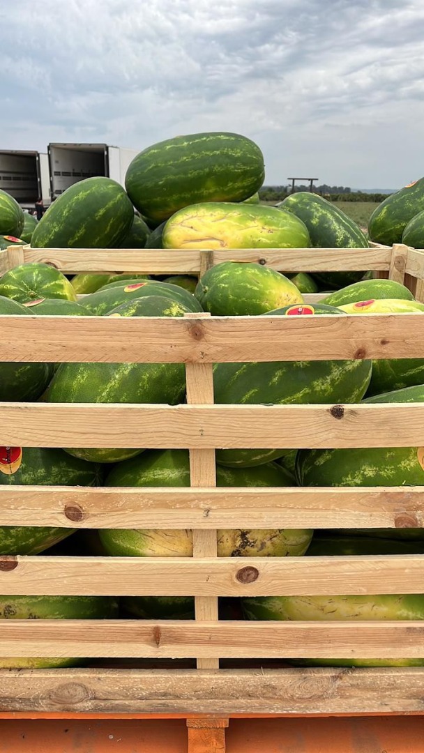 Watermelons of Spanish origin
