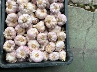 Polish garlic. Various sizes. Any quantity, available all year