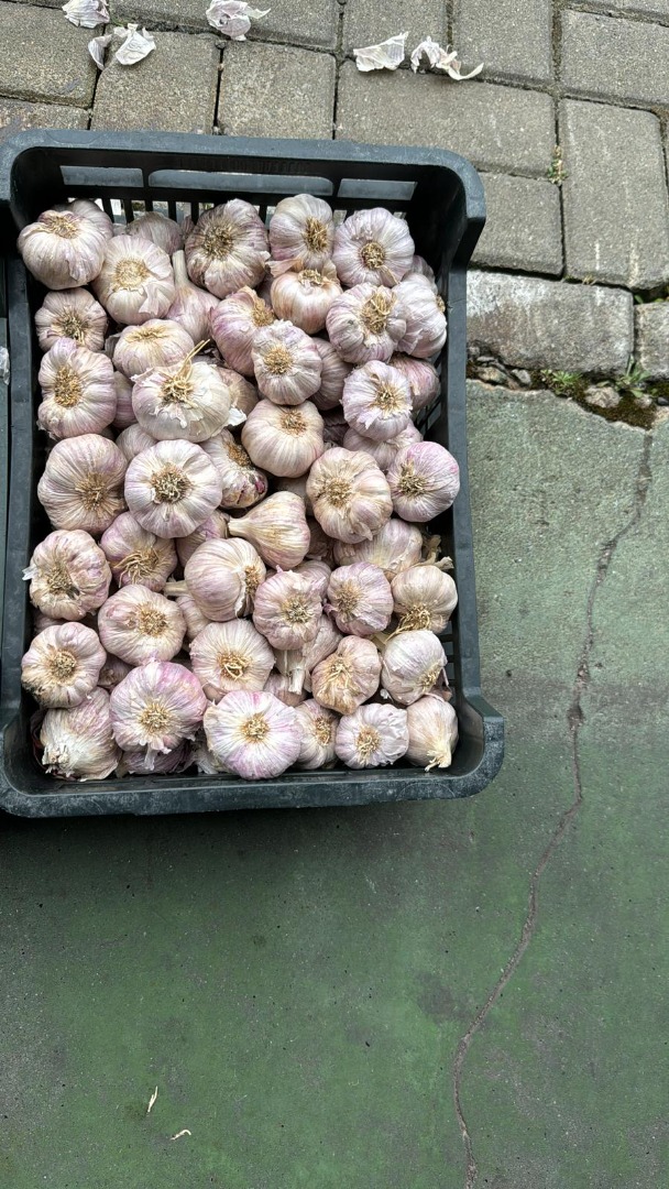 Polish garlic
