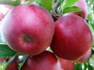 I will sell Red Prince apples, size 65 or