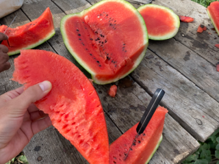 We are producers of melons, large quantities SC ADEMNEL