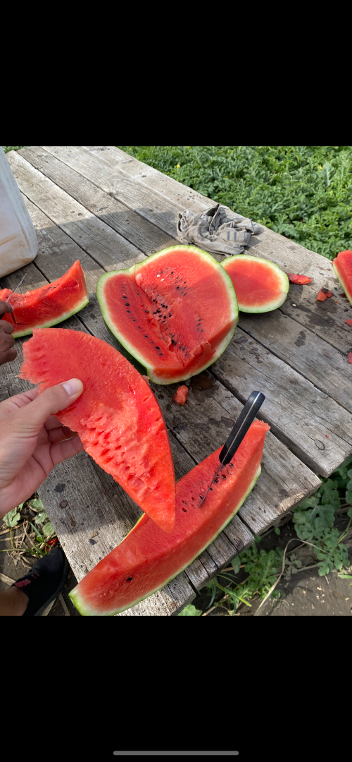 We are producers of melons, large quantities SC ADEMNEL PROD SRL -Marian