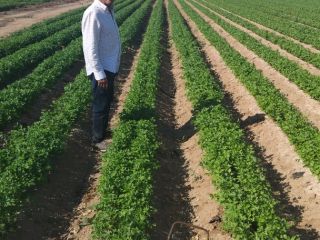 Organic parsley