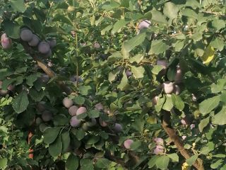 I am selling edible plums 5 lei per kg