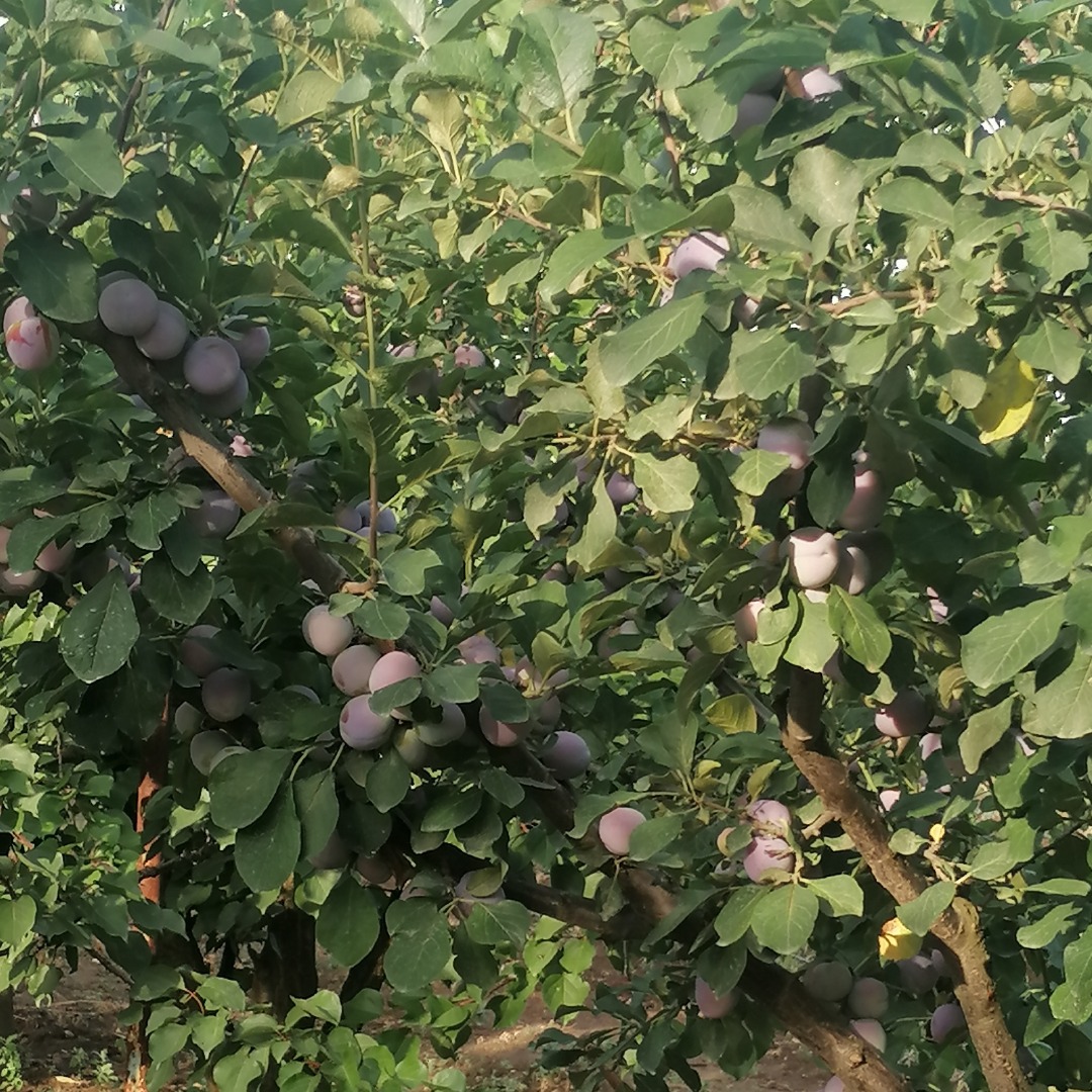 I am selling edible plums 5 lei per kg