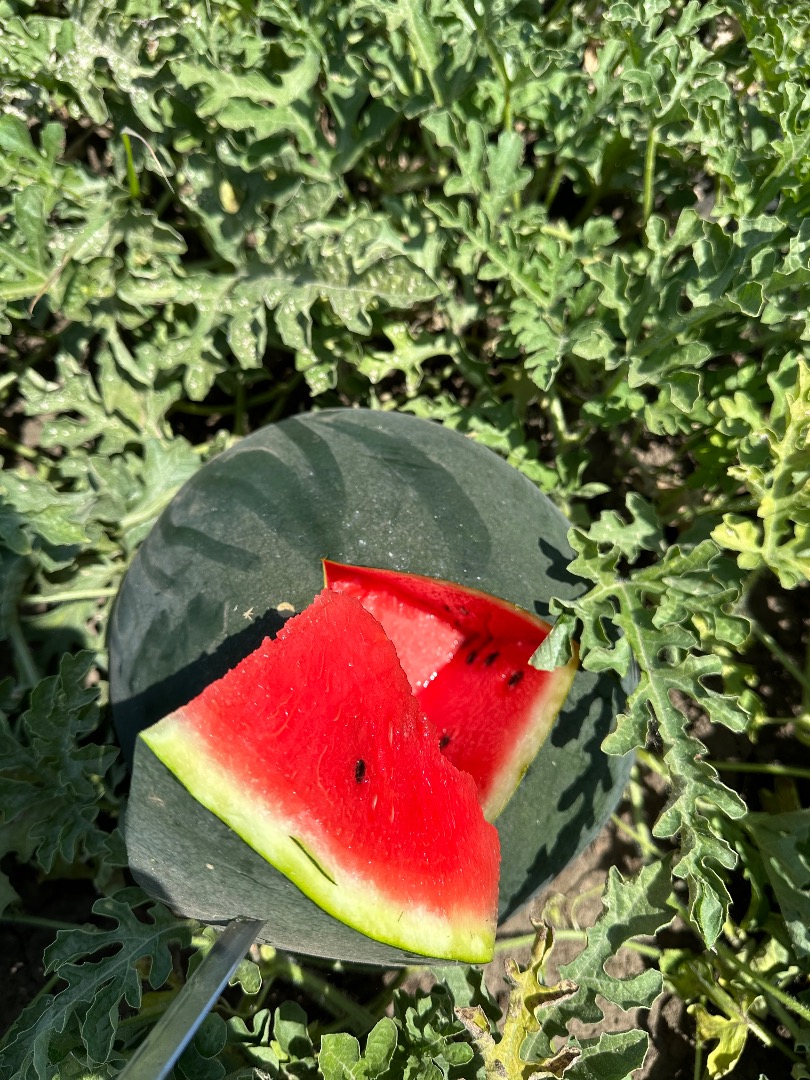 I sell watermelons in large quantities