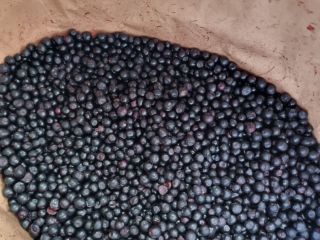 We offer Frozen Wild blueberries LT Original: Lithuania the