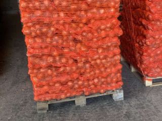 I am selling onions produced in Serbia in 2024,