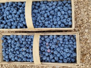 Bluegold blueberries for sale. Large fruit.