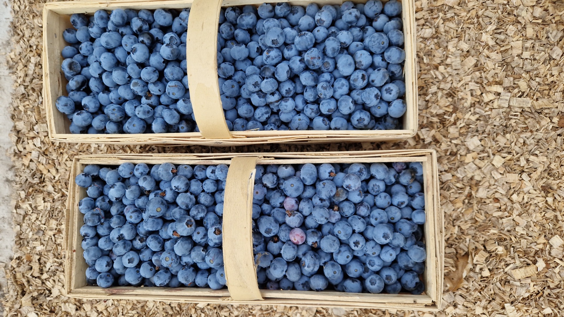 Bluegold blueberries for sale