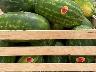 Watermelon of Spanish origin. Available for shipping anywhere in