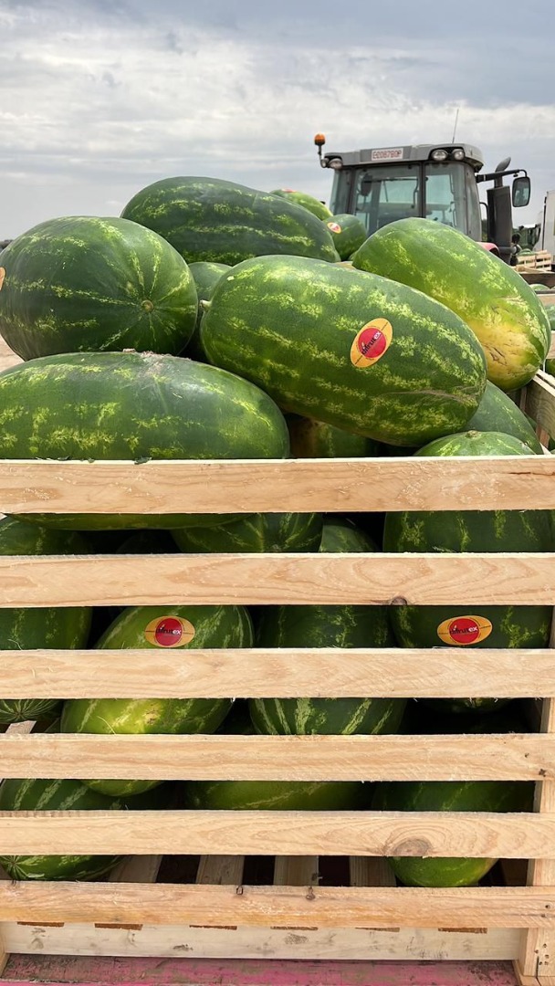Watermelon of Spanish origin