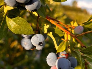 I will sell organic blueberries with an agrobiotest certificate.
