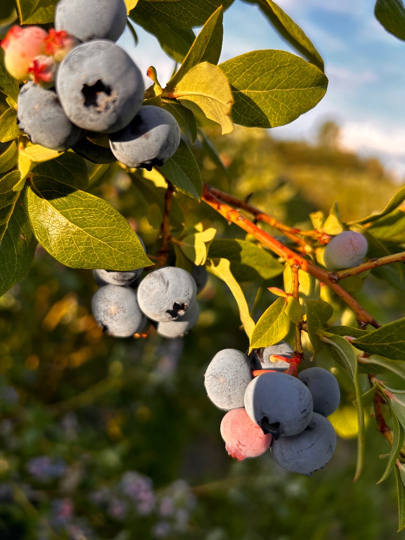 I will sell organic blueberries with an agrobiotest certificate