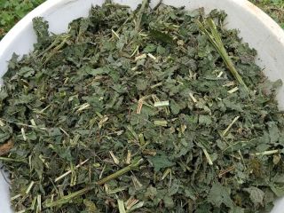 Dried Nettle Herb and leaf for sale. All information
