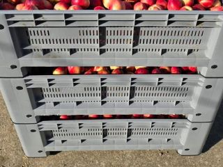 We sell fresh peaches and nectarines. For any further