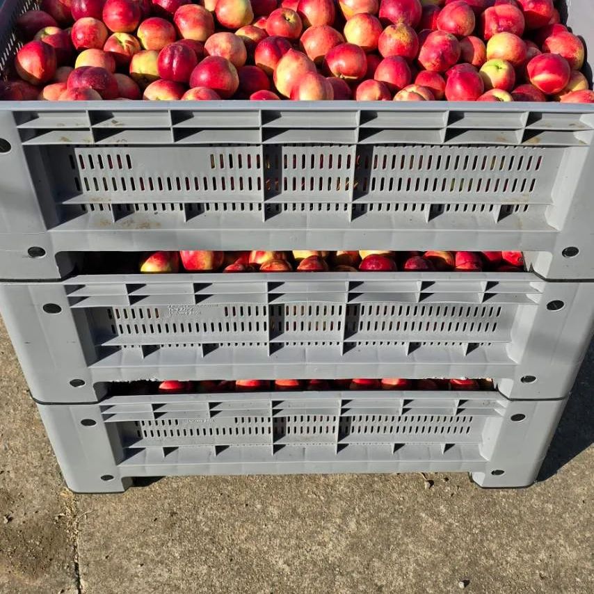 We sell fresh peaches and nectarines