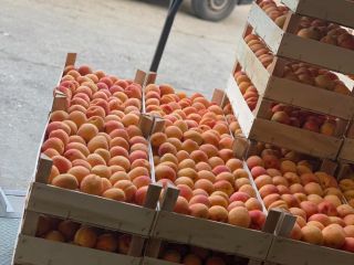 We sell fresh apricots. For any further information, you