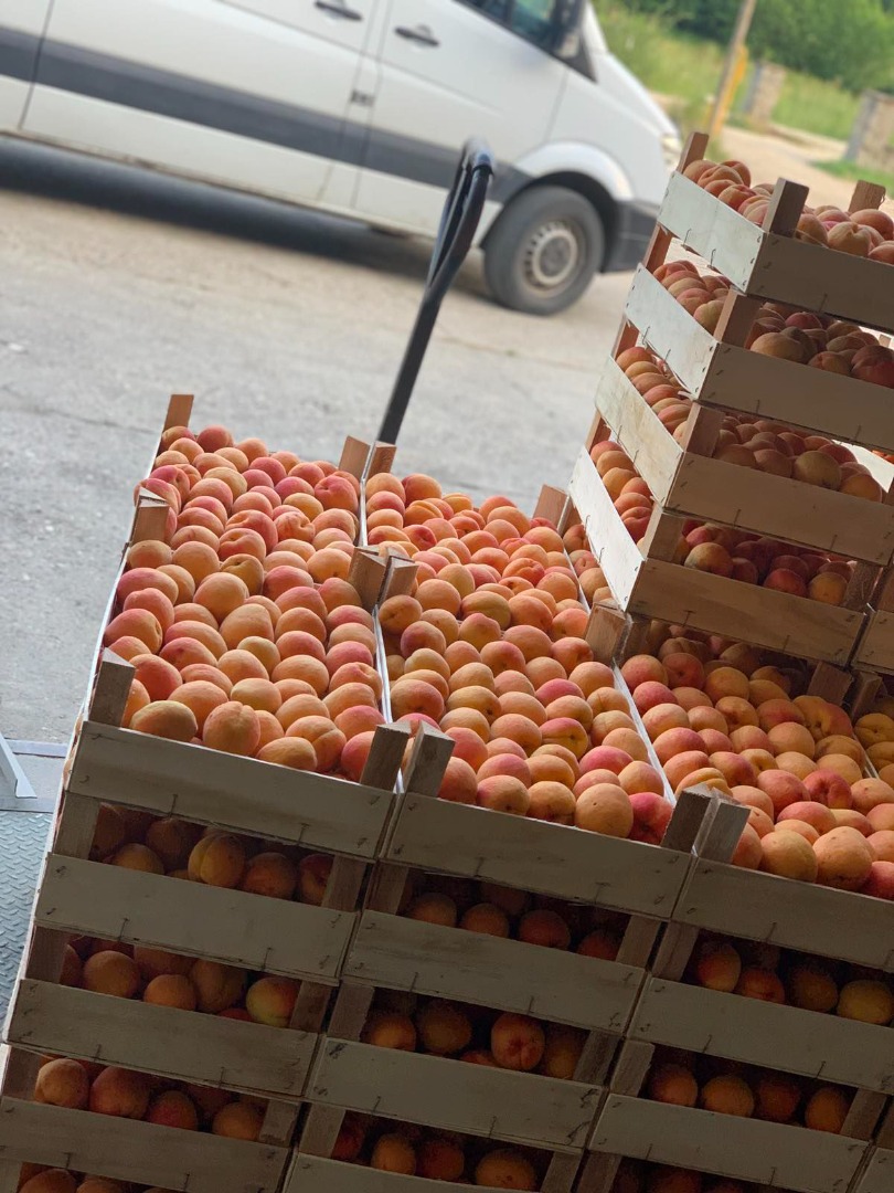 We sell fresh apricots
