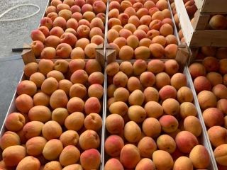 We sell fresh plums. For any further information, you