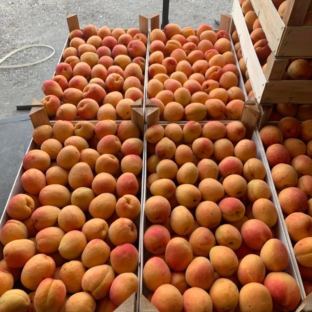 We sell fresh plums