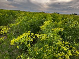 I am selling dill for pickling cucumbers, I can