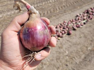 Red onions for sale. Bulk.