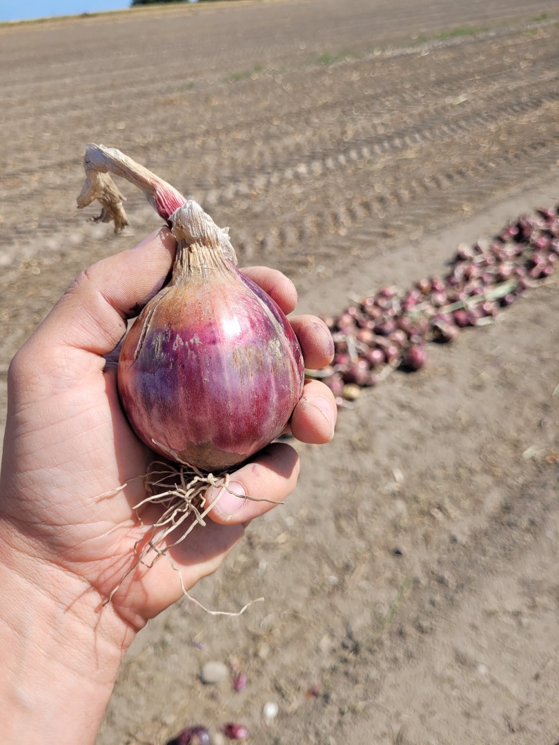 Red onions for sale