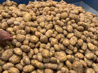 Hello, I have large quantities of potatoes, truck quantity.
