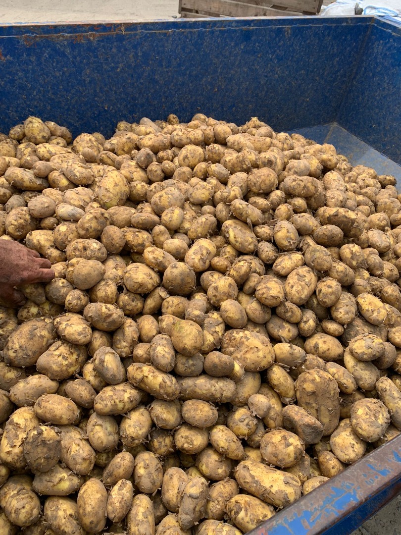 Hello, I have large quantities of potatoes, truck quantity