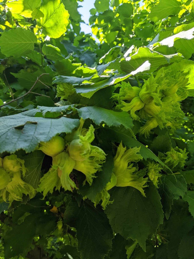 Our family has decades of knowledge in the field of nut cultivation