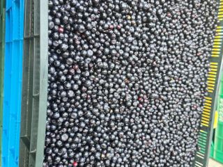 I am selling larger quantities of cleaned and uncleaned