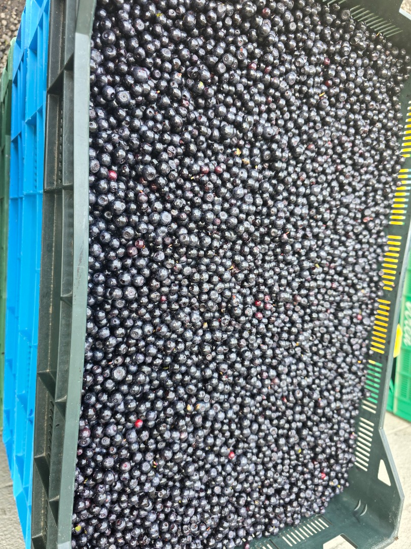 I am selling larger quantities of cleaned and uncleaned forest berries, for more information call in kilograms and liters