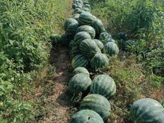 Hello! We are watermelon producers with 25 years of