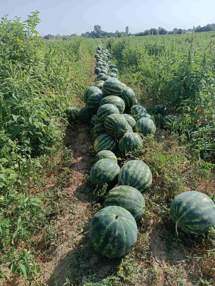 Hello! We are watermelon producers with 25 years of experience! The most delicious watermelon in Bulgaria! Sorrento variety