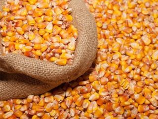 High-Quality Agricultural Exports: Corn, Grain, Sunflower Seeds, and Barley.