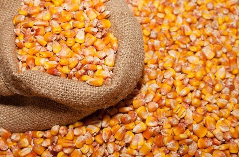 High-Quality Agricultural Exports: Corn, Grain, Sunflower Seeds, and Barley