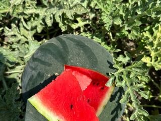 Watermelons in large quantities available! Goods grafted with quality