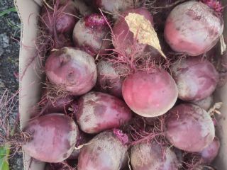I will sell red beetroot, water variety, prepared to