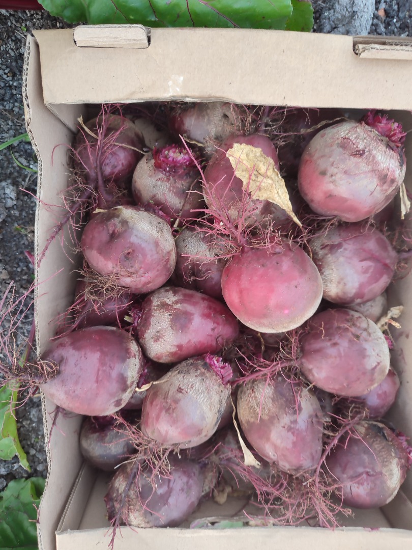 I will sell red beetroot, water variety, prepared to order, price PLN 1.50, over 100 kg PLN 1