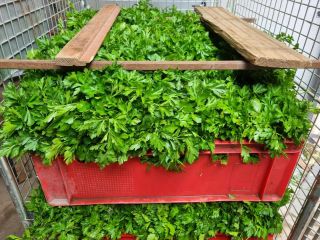 I will sell parsley. Prepared to order in bunches