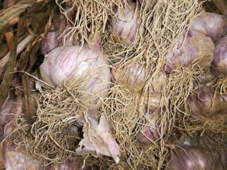 Hello, I am selling Harnaś garlic (Lubelskie Voivodeship, Krasnystaw