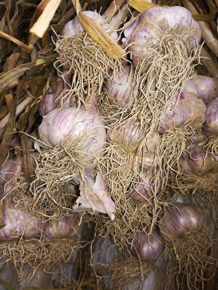 Hello, I am selling Harnaś garlic (Lubelskie Voivodeship, Krasnystaw County) in sizes 5-6 cm, price PLN 60, 6+ cm, price PLN 90