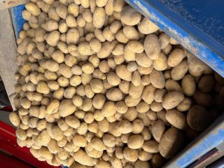 Hello, I have potatoes in a big bag and