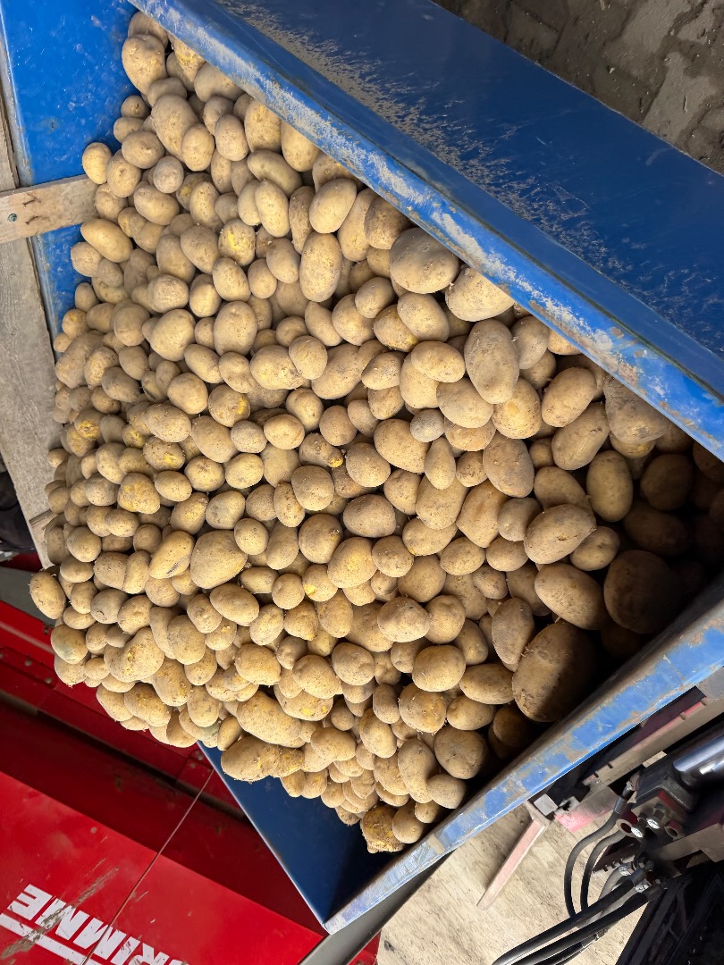 Hello, I have potatoes in a big bag and a bag
