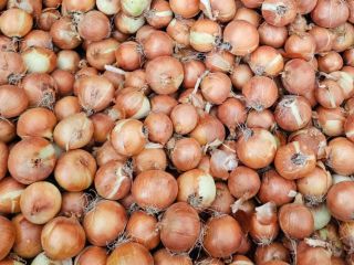 We sell fresh onions