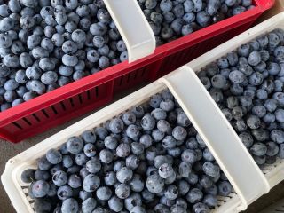 Large and sweet blueberries, without fertilizers and spraying