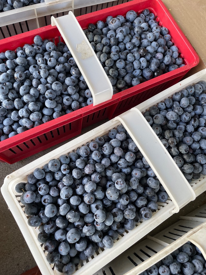 Large and sweet blueberries, without fertilizers and spraying