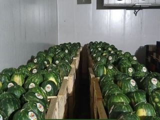 Fresh Avocado Hass origin Peru or Colombia All calibers