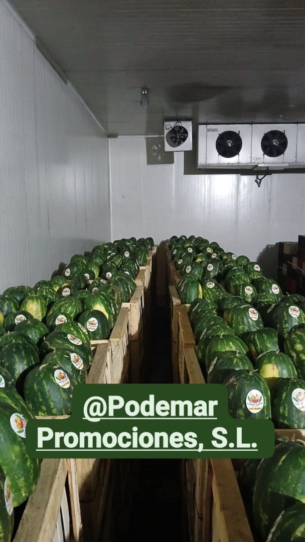 Fresh Avocado Hass origin Peru or Colombia All calibers available Packaging: 4kg carton or 10kg plastic box For more details contact us Whatsapp +[teléfono]